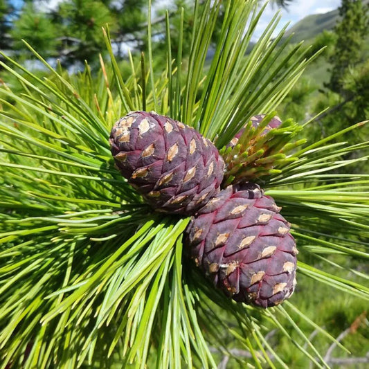 Етерично масло от Кедър (Cedrus Atlantica) 10 мл.