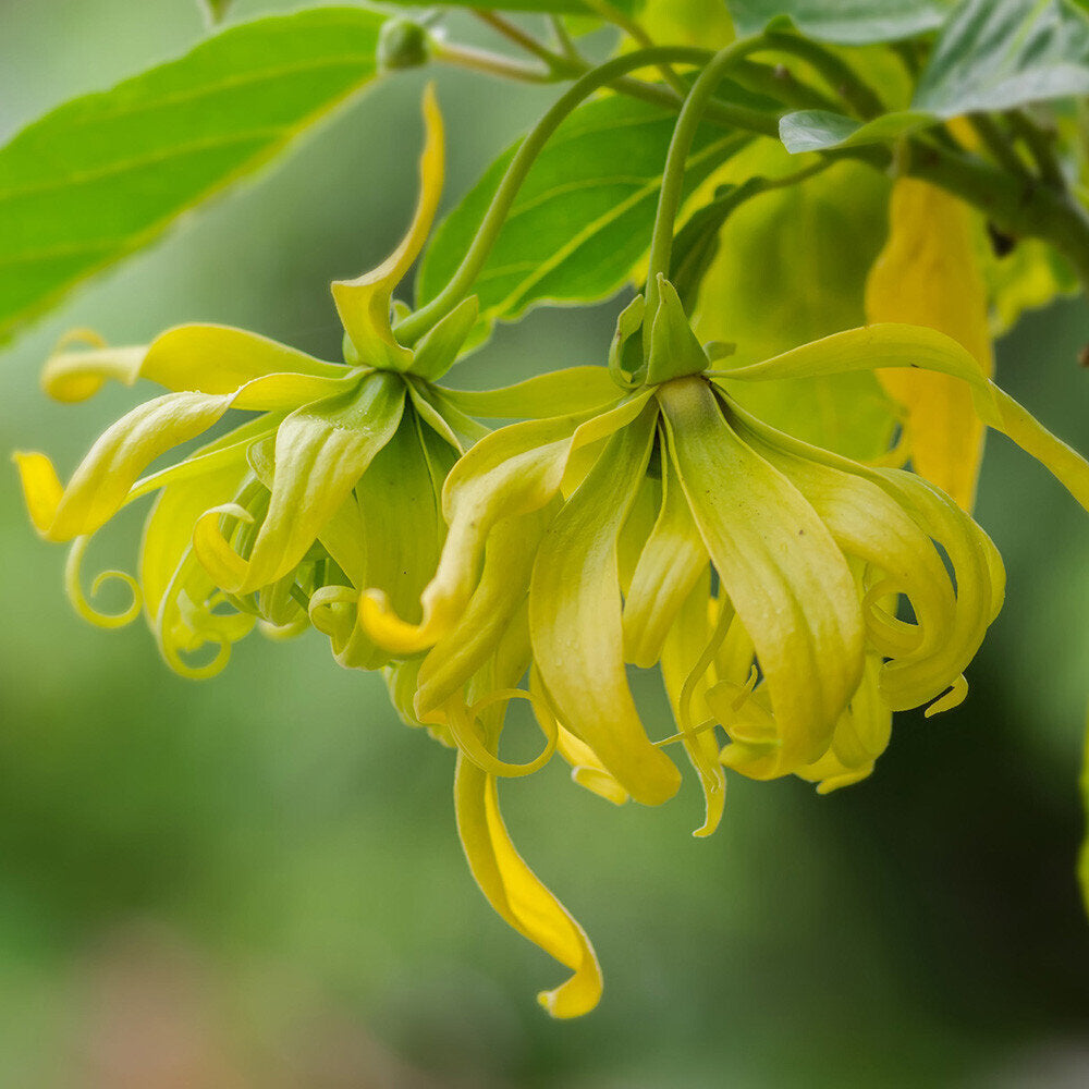 Етерично масло от Иланг Иланг (Cananga odorata) 10 мл.