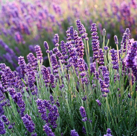 Етерично масло от Лавандула (Lavandula Angustifolia) 10 мл., 20 мл., 30 мл., 50 мл..