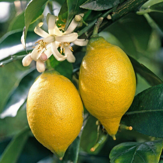 Етерично масло от Лимон (Citrus lemon) 10 мл.